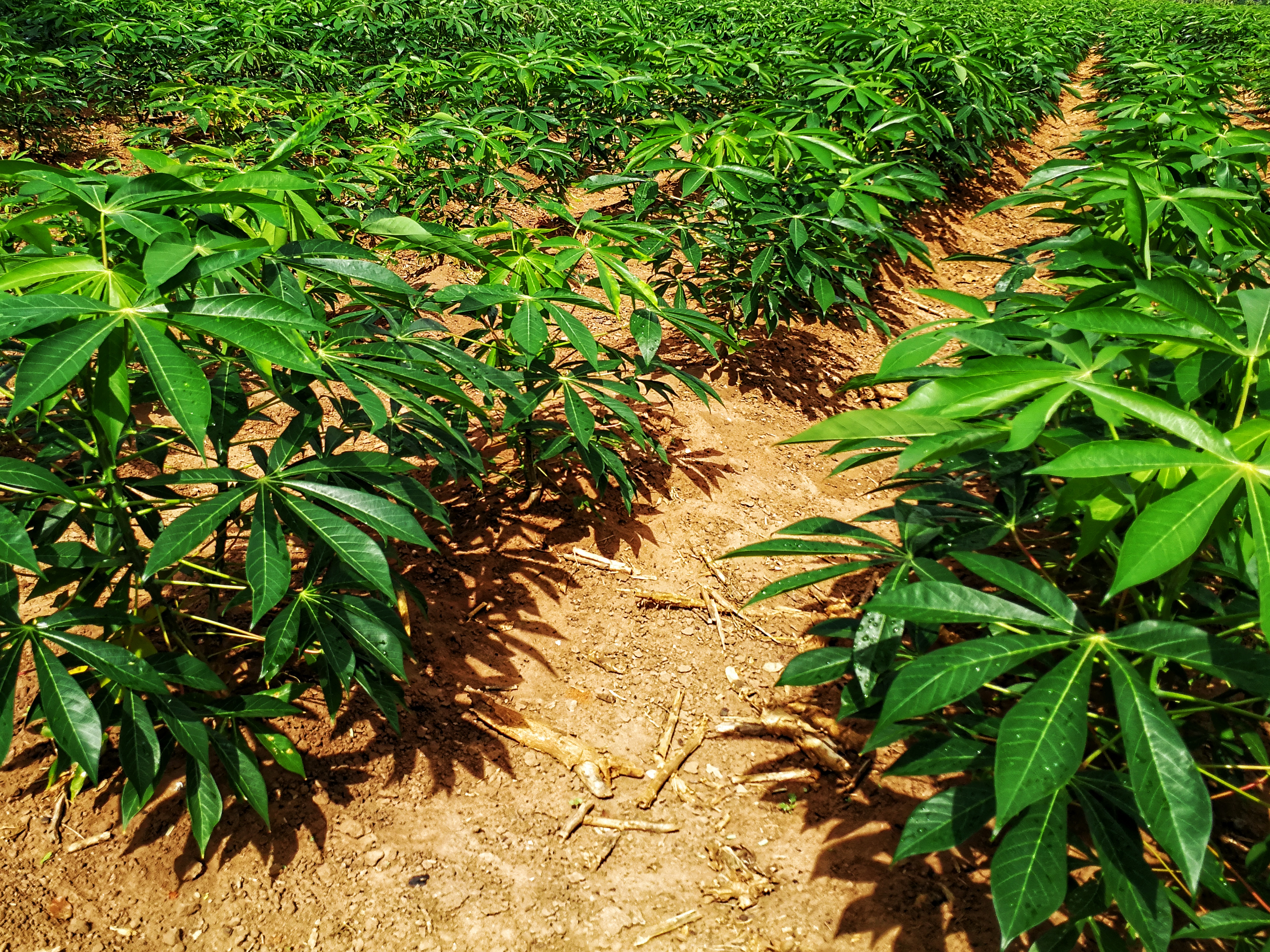 ถึงเวลาภาคส่งออกไทยยกระดับสู่ Green Export 