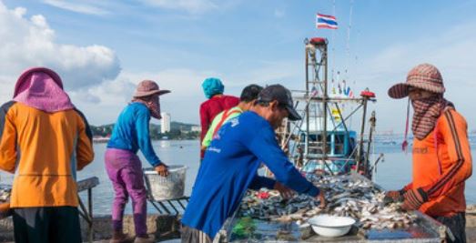 สมาคมผู้ผลิตปลาป่นไทยโวยลดภาษีนำเข้าซ้ำเติมชาวประมง