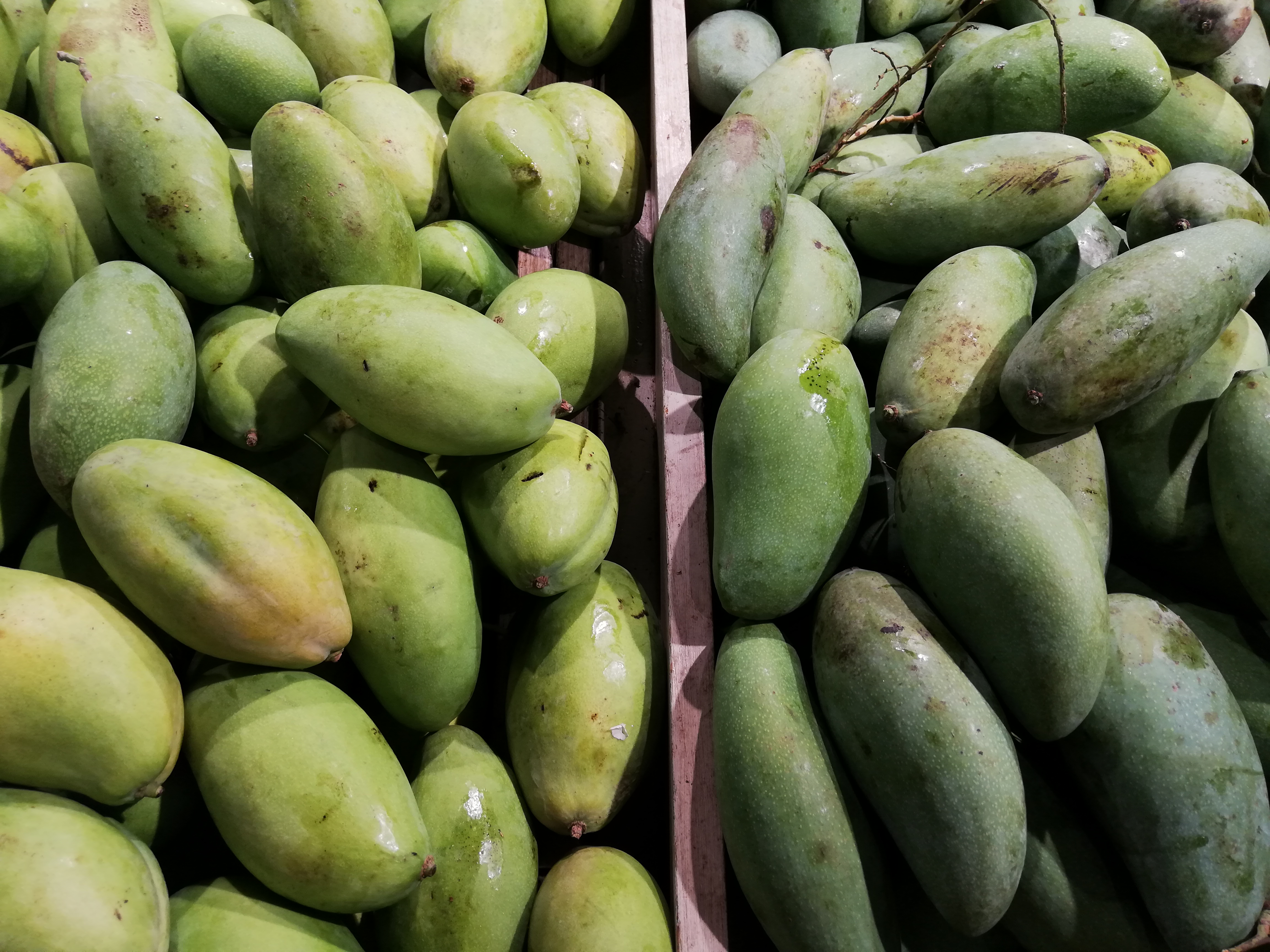 ชาวสวนมะม่วงร้อง COVID-19 ทำยอดส่งออกมะม่วงหายกว่า 50%