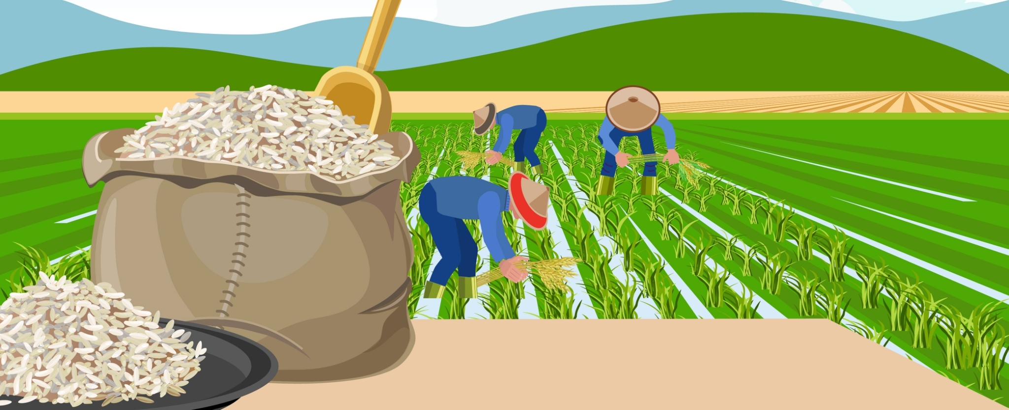 นโยบายปรับโครงสร้างทางการเกษตรส่งผลให้ราคาข้าวของเวียดนามสูงขึ้น