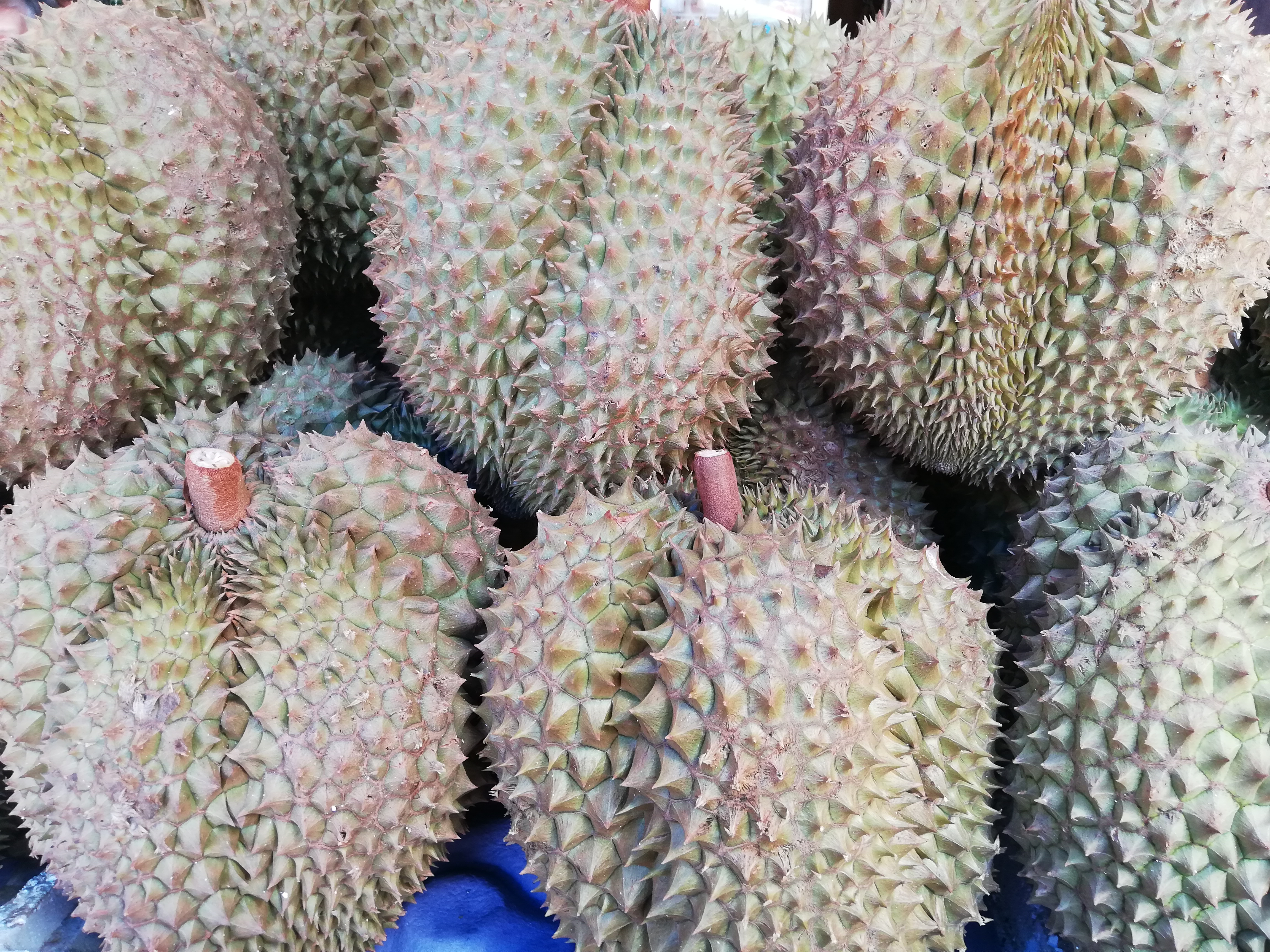 จีนไม่ผ่อนปรนตรวจสารย้อมสี ล้งทุเรียนภาคตะวันออกหดเหลือ 300 ราย