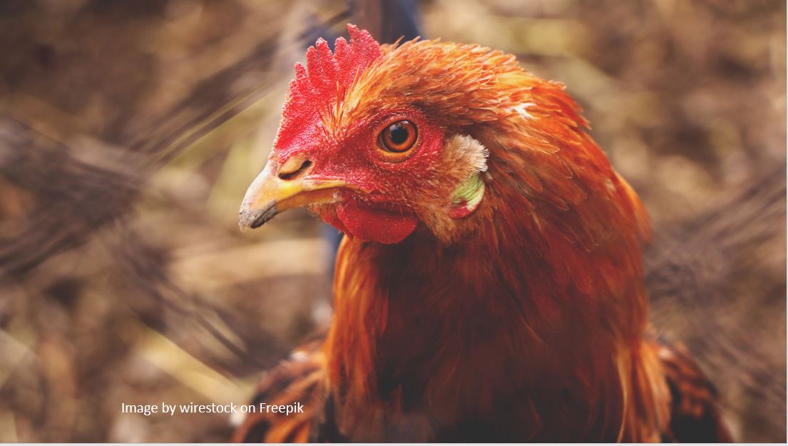 ธุรกิจอาหารสัตว์ตั้งรับกฎ EU ส่งออกไก่เตรียมคิดสูตรปล่อยคาร์บอน 